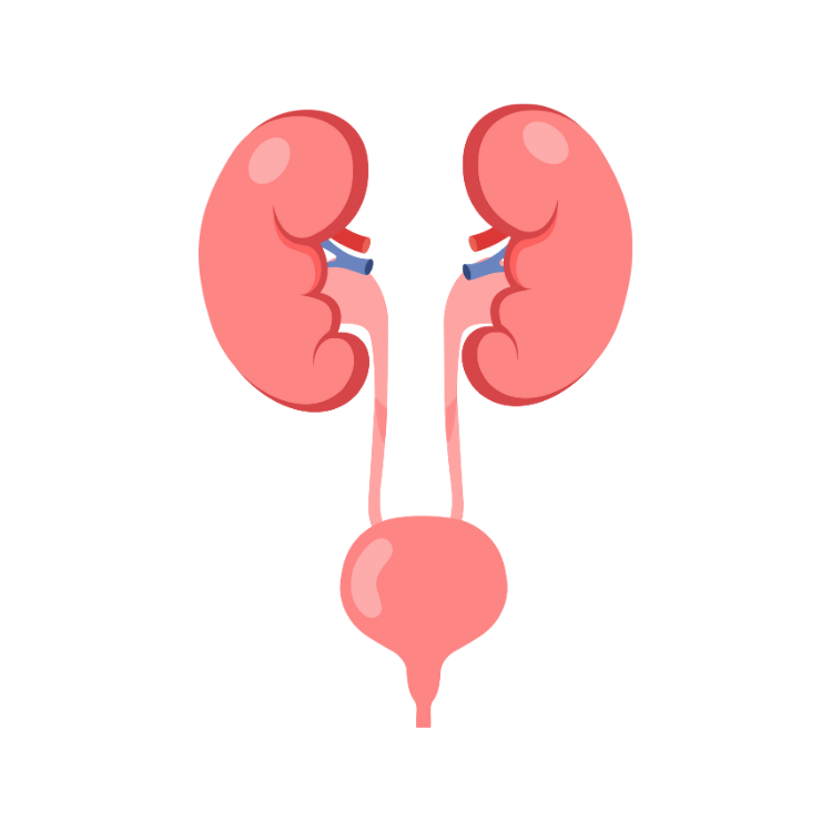 ЛЕЧЕНИЕ МОЧЕКАМЕННОЙ БОЛЕЗНИ БАД